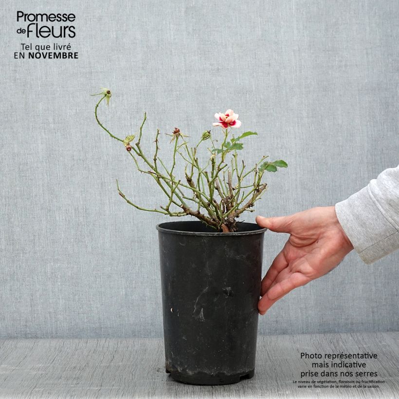 Exemplaar van Rosa Queen Babylon Eyes - Struikroos Pot van 4 l/5 l zoals geleverd in de herfst