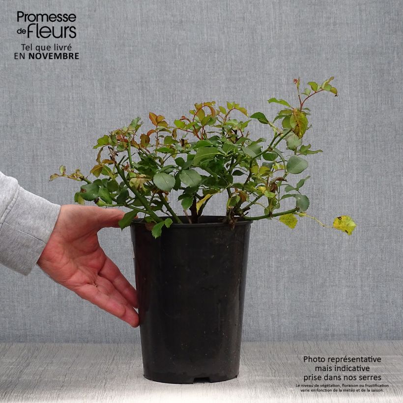 Exemplaar van Rosier nain Schneeküsschen  Pot de 2L/3L zoals geleverd in de herfst