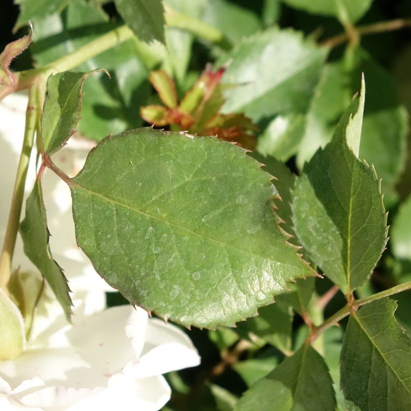 Rosa Schneeküsschen - Patioroos (Blad)