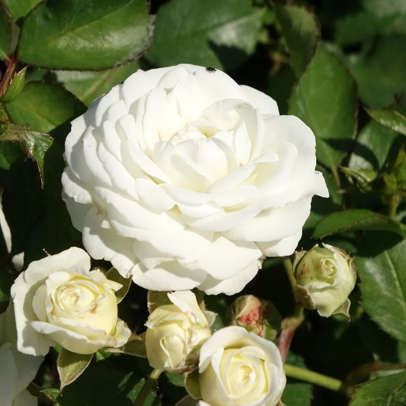 Rosa Schneeküsschen - Patioroos (Bloei)