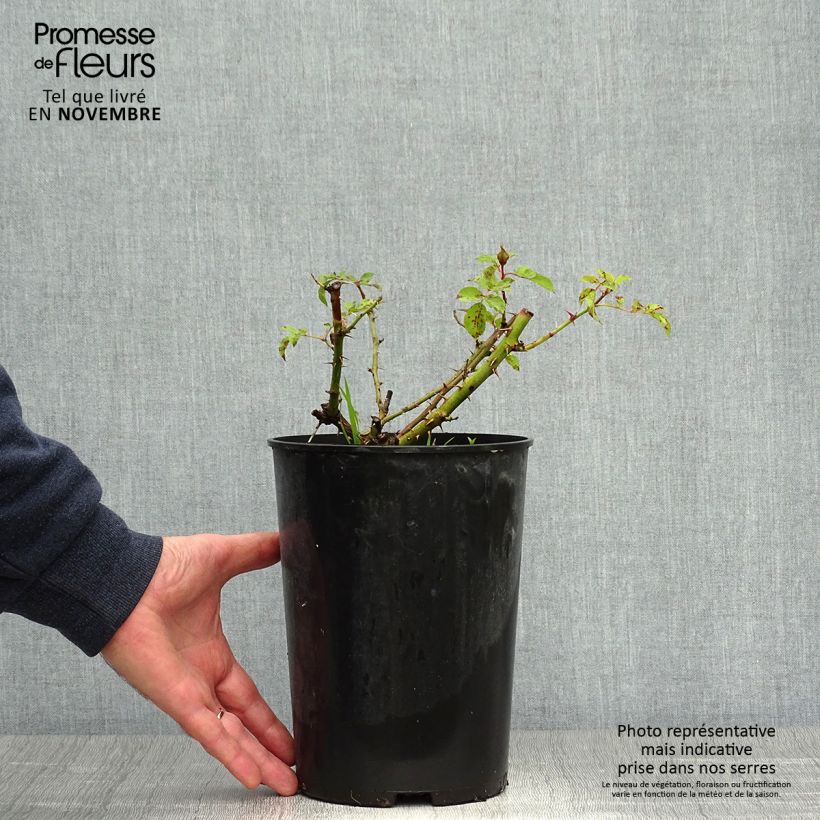 Exemplaar van Rosa Sunshine Babylon Eyes - Struikroos Pot van 4 l/5 l zoals geleverd in de herfst