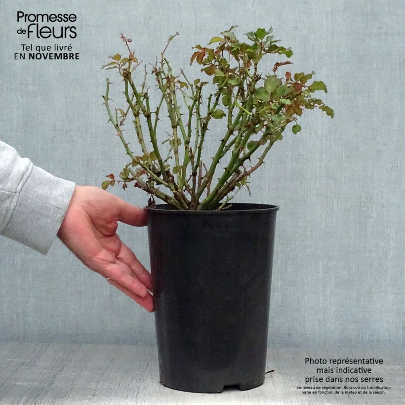 Exemplaar van Rosa Sweet Babylon Eyes - Struikroos Pot van 4 l/5 l zoals geleverd in de herfst