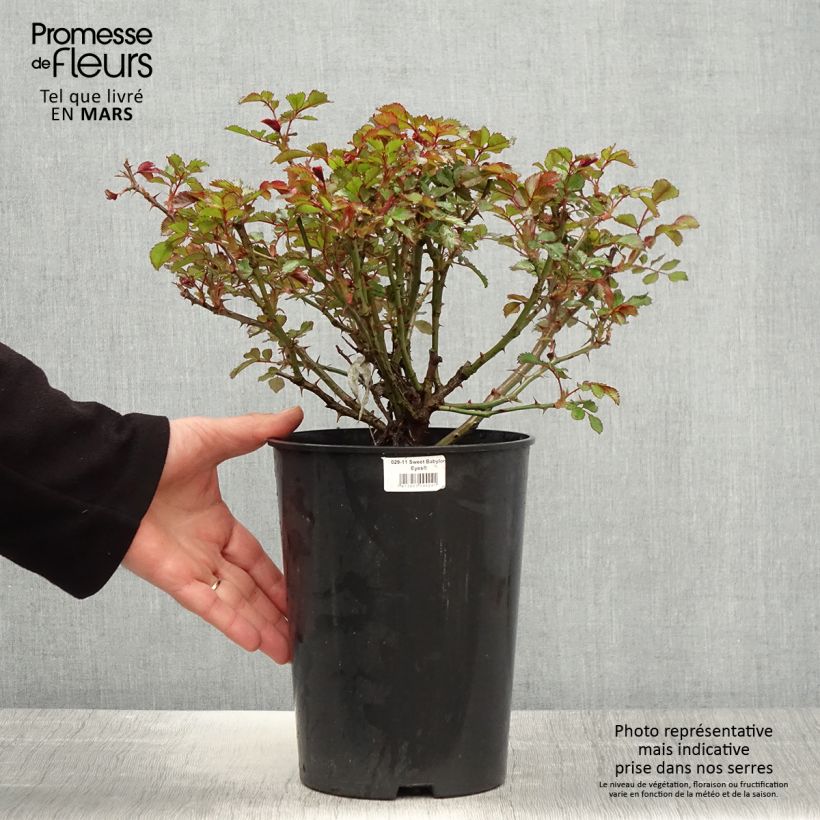 Example of Rosa Sweet Babylon Eyes - Struikroos Pot van 4 l/5 l as you get in printemps
