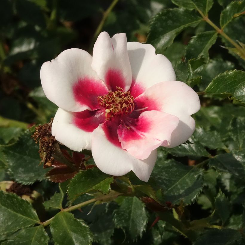 Rosa Sweet Babylon Eyes - Struikroos (Bloei)