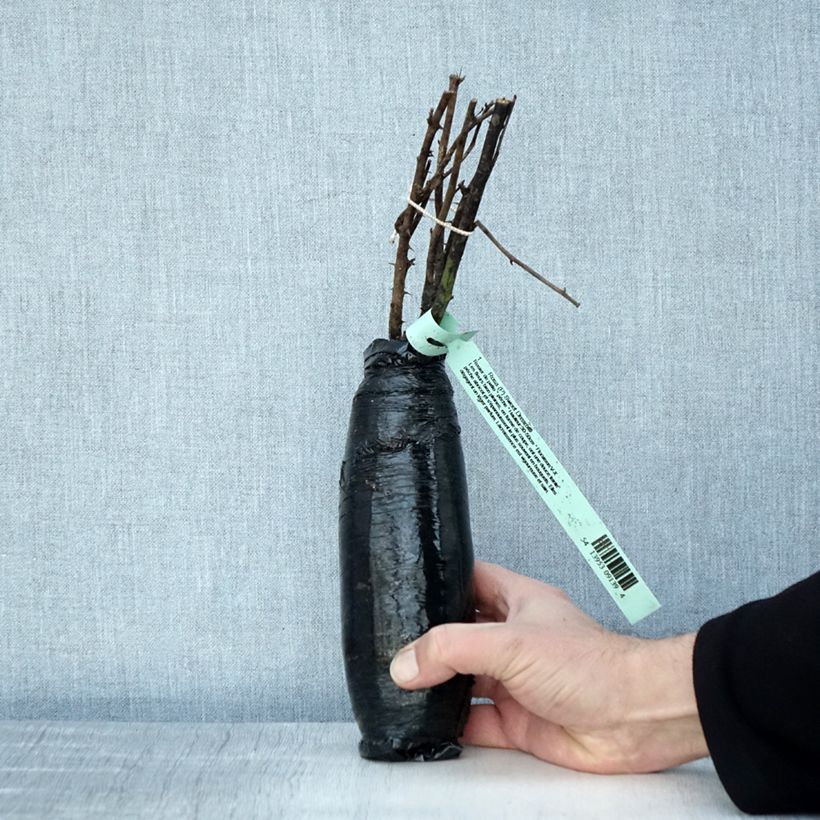 Exemplaar van Rosa Sweet Dream - Patioroos In kluit zoals geleverd in de winter