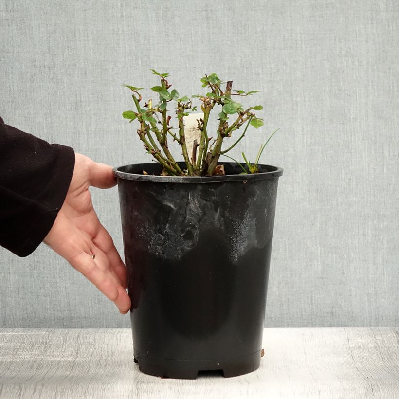 Exemplaar van Rosier nain Sweet Dream Pot de 3L/4L zoals geleverd in de herfst