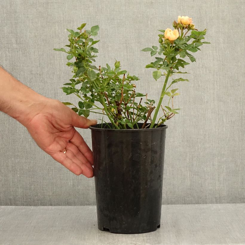 Exemplaar van Rosa Sweet Dream - Patioroos Pot van 3 l/4 l zoals geleverd in de zomer