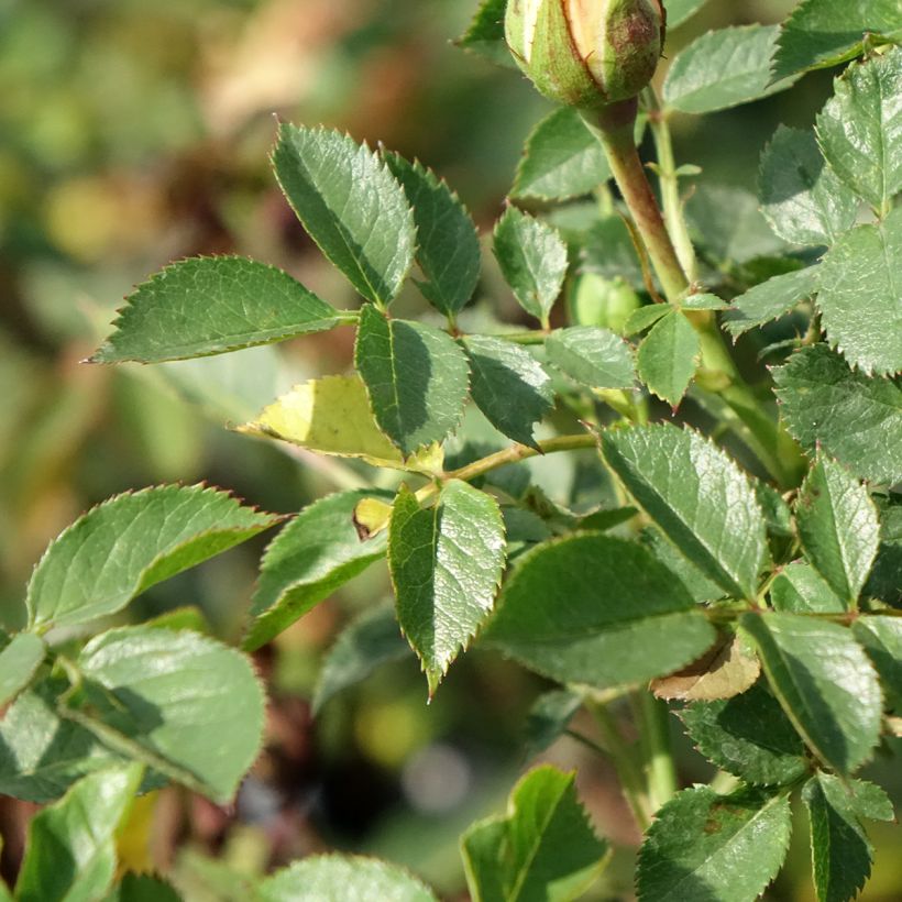 Rosa Sweet Dream - Patioroos (Blad)