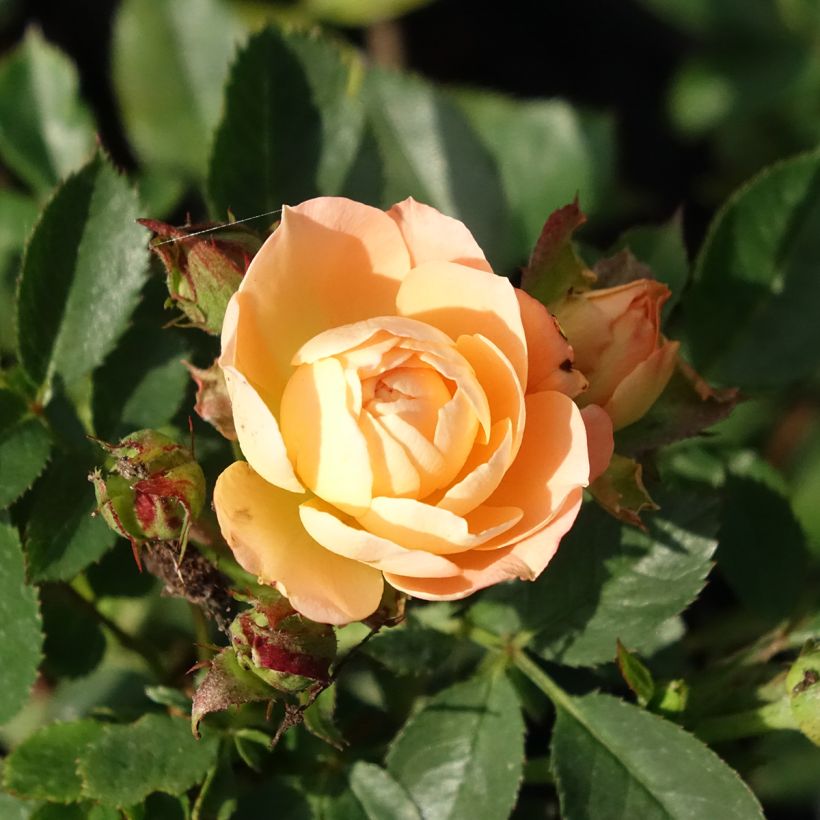Rosa Sweet Dream - Patioroos (Bloei)