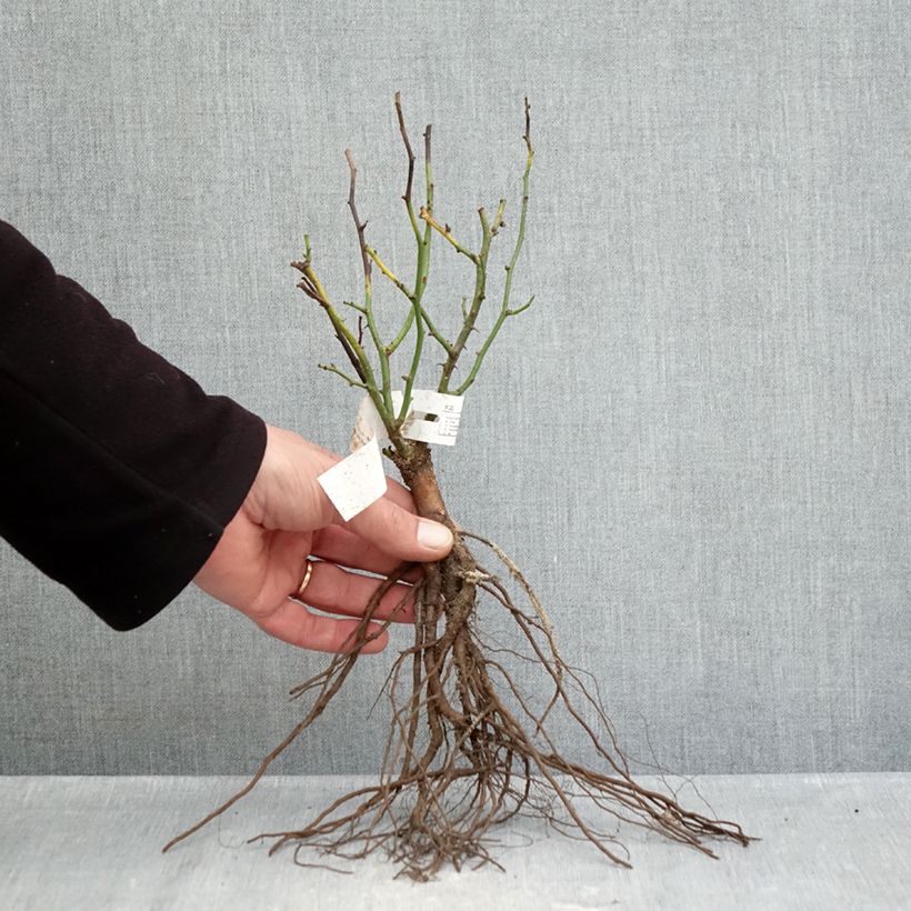 Exemplaar van Rosa Sweet Dream - Patioroos Naakte wortel zoals geleverd in de winter