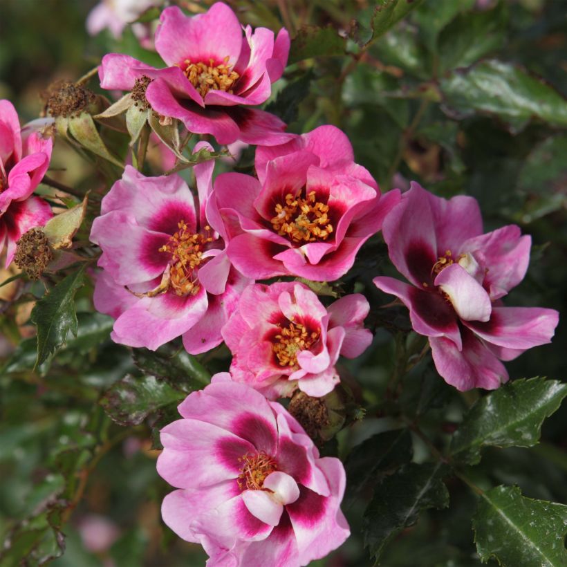 Rosa Trendy Babylon Eyes - Struikroos (Bloei)