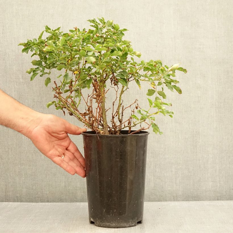 Exemplaar van Rosa Trendy Babylon Eyes - Struikroos Pot van 4 l/5 l zoals geleverd in de zomer