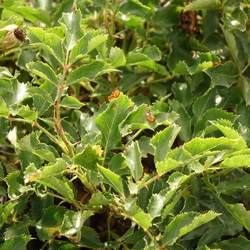Rosa Trendy Babylon Eyes - Struikroos (Blad)