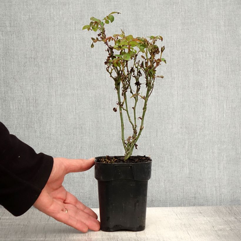 Example of Rosa Zepeti - Patioroos Pot van 10 cm/11 cm as you get in printemps