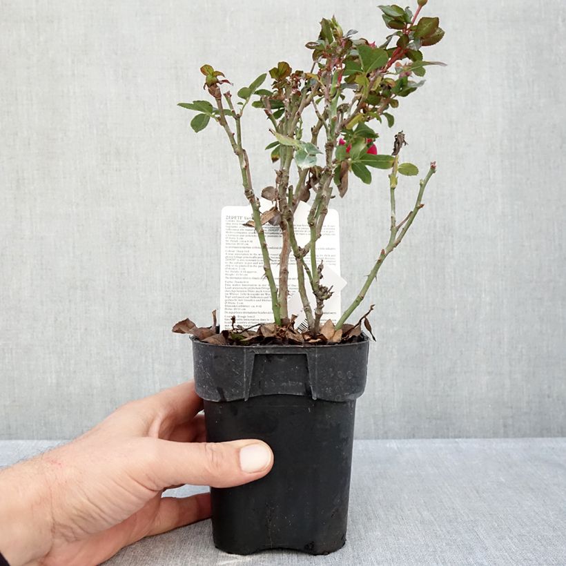 Exemplaar van Rosa Zepeti - Patioroos Pot van 10 cm/11 cm zoals geleverd in de herfst