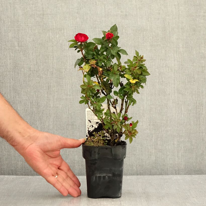 Exemplaar van Rosa Zepeti - Patioroos Pot van 10 cm/11 cm zoals geleverd in de zomer