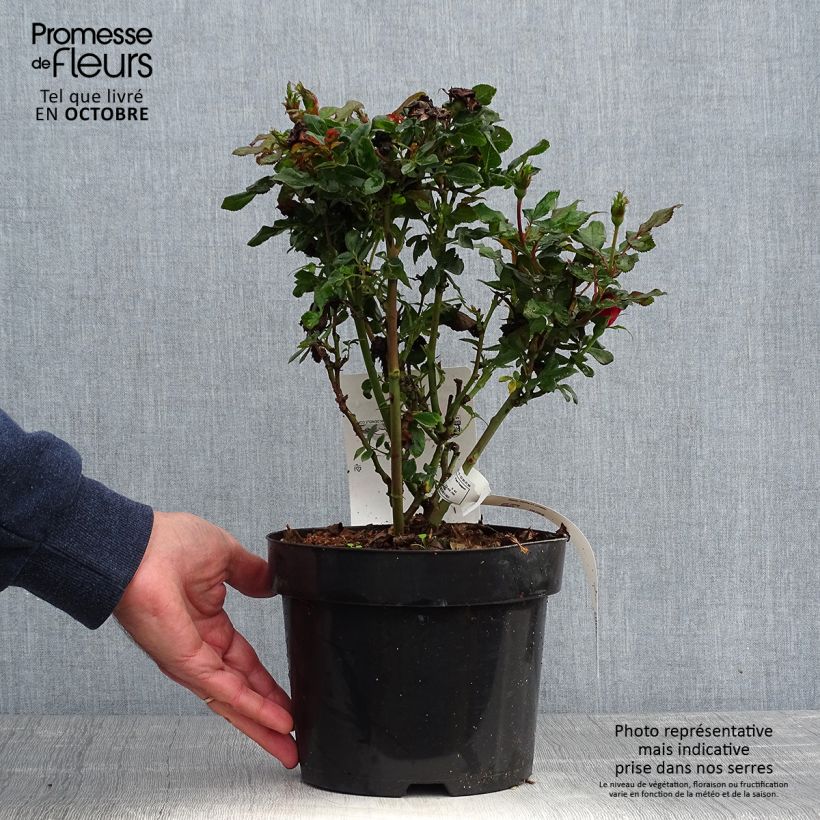 Exemplaar van Rosa Zepeti - Patioroos Pot van 3 l/4 l zoals geleverd in de herfst