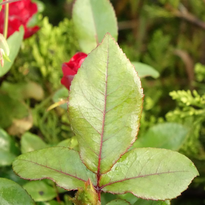 Rosa Zepeti - Patioroos (Blad)