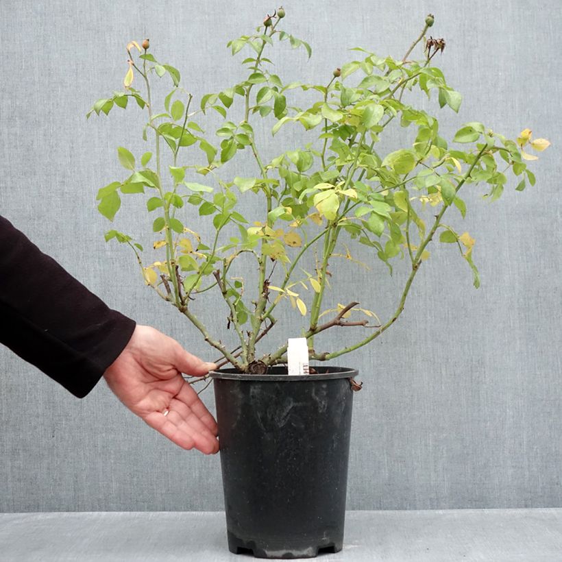 Exemplaar van Rosa Nectar Garden Escimo - Polyantharoos Pot van 4 l/5 l zoals geleverd in de herfst