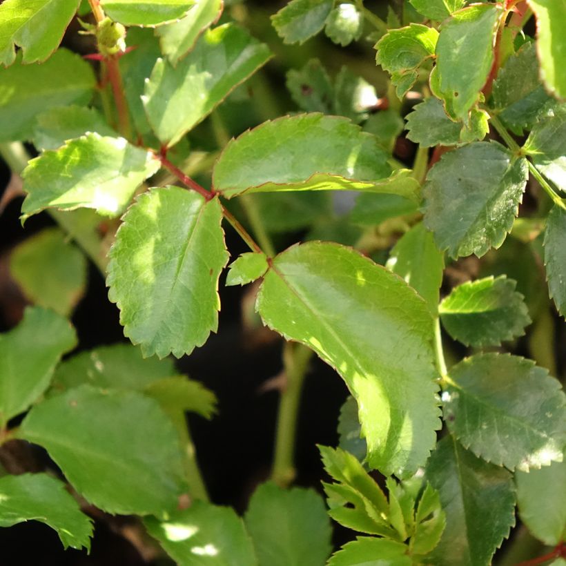 Rosa Lupo - Miniatuurroos (Blad)
