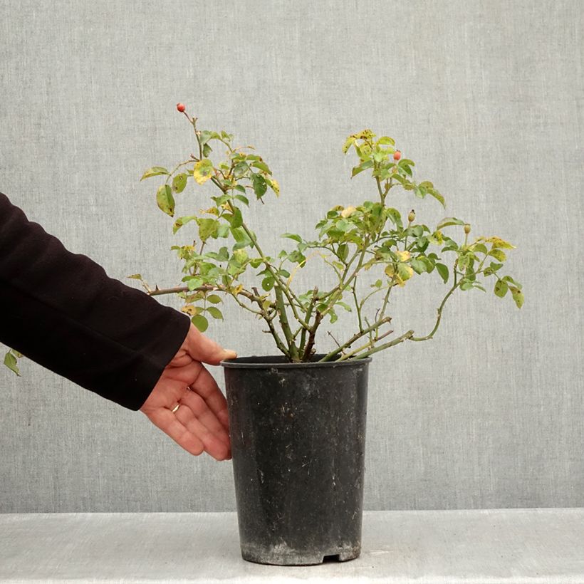 Exemplaar van Rosa Lupo - Miniatuurroos Pot van 3 l/4 l zoals geleverd in de herfst