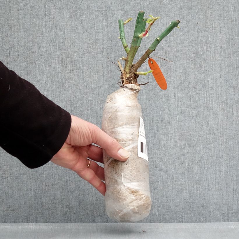 Exemplaar van Rosa Lupo - Miniatuurroos In kluit zoals geleverd in de winter