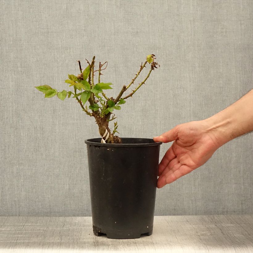 Exemplaar van Rosa Madame Anisette - Grootbloemige roos Pot van 4 l/5 l zoals geleverd in de lente