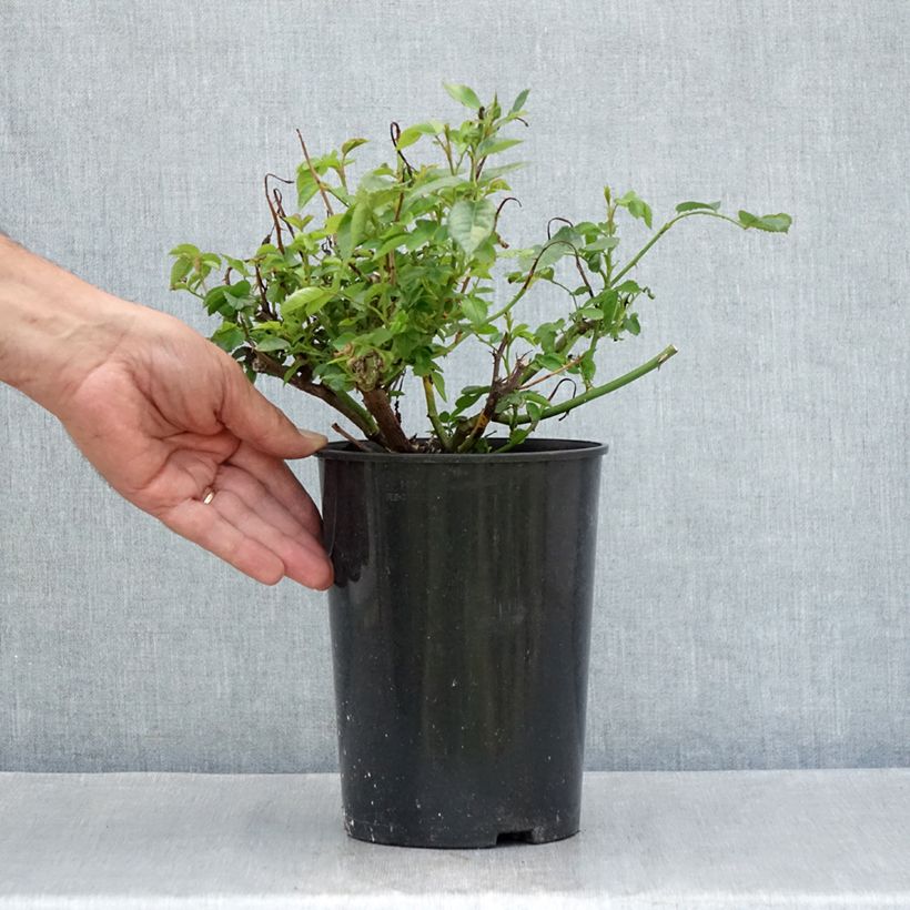 Exemplaar van Rosa Baby Iceberg - Trosroos Pot van 3 l/4 l zoals geleverd in de zomer