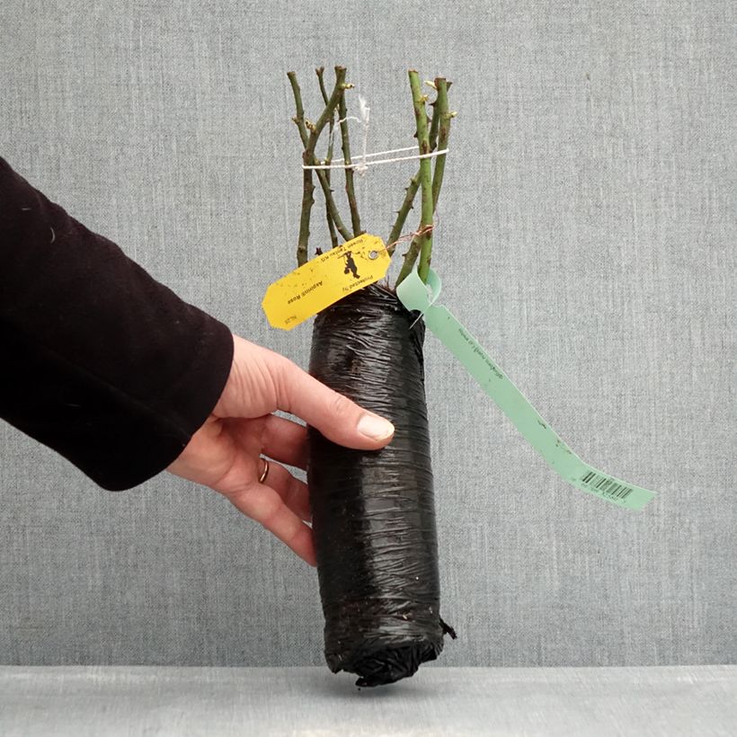 Exemplaar van Rosa Baby Iceberg - Trosroos In kluit zoals geleverd in de winter