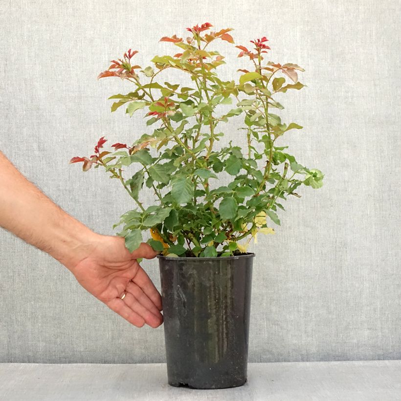 Exemplaar van Rosa Xenia - Trosroos Pot van 3 l/4 l zoals geleverd in de zomer