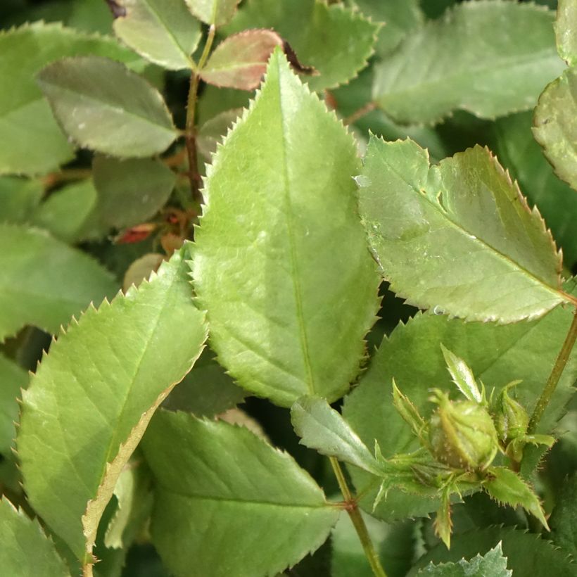 Rosa Xenia - Trosroos (Blad)