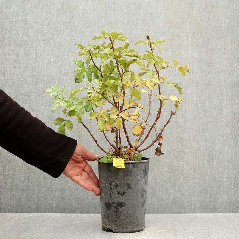 Exemplaar van Rosa Xenia - Trosroos Pot van 3 l/4 l zoals geleverd in de herfst