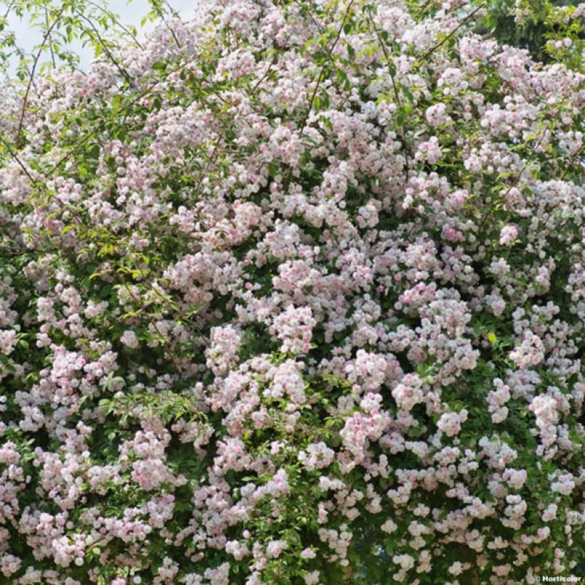 Rosa Paul's Himalayan Musk - Ramblerroos (Plant habit)