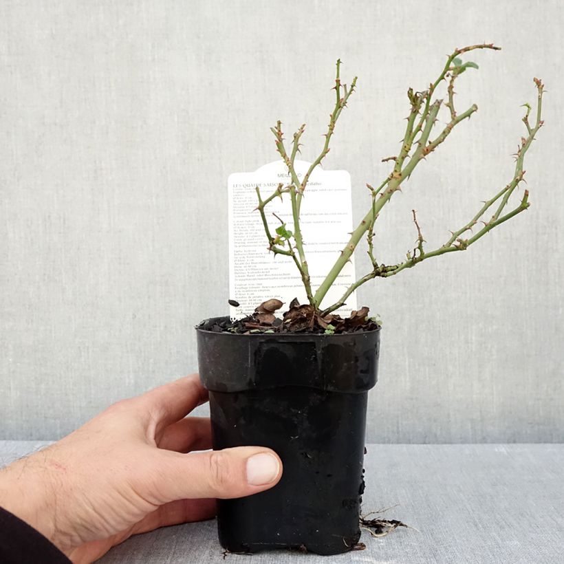 Exemplaar van Rosa Pink Swany - Bodembedekkende roos Pot van 10 cm/11 cm zoals geleverd in de herfst
