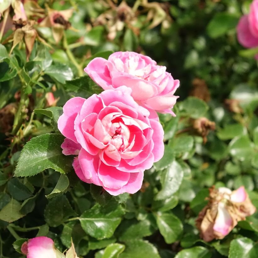 Rosa Pink Swany - Bodembedekkende roos (Bloei)
