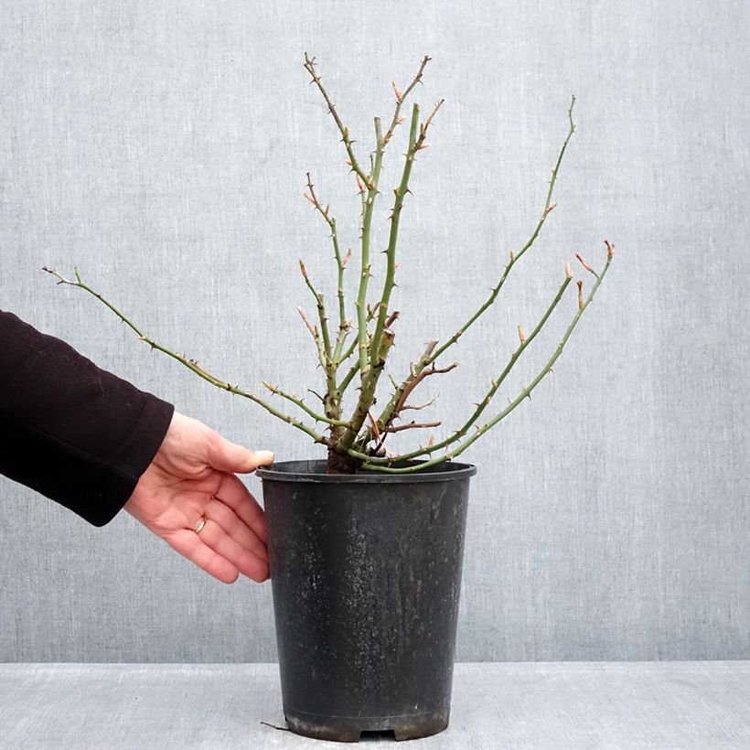 Example of Rosa HELLO - Patioroos Pot van 4 l/5 l as you get in hiver