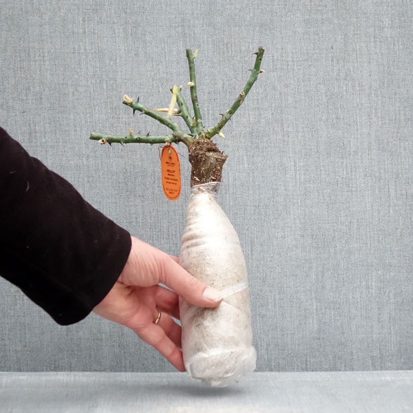 Example of Rosa HELLO - Patioroos In kluit as you get in hiver