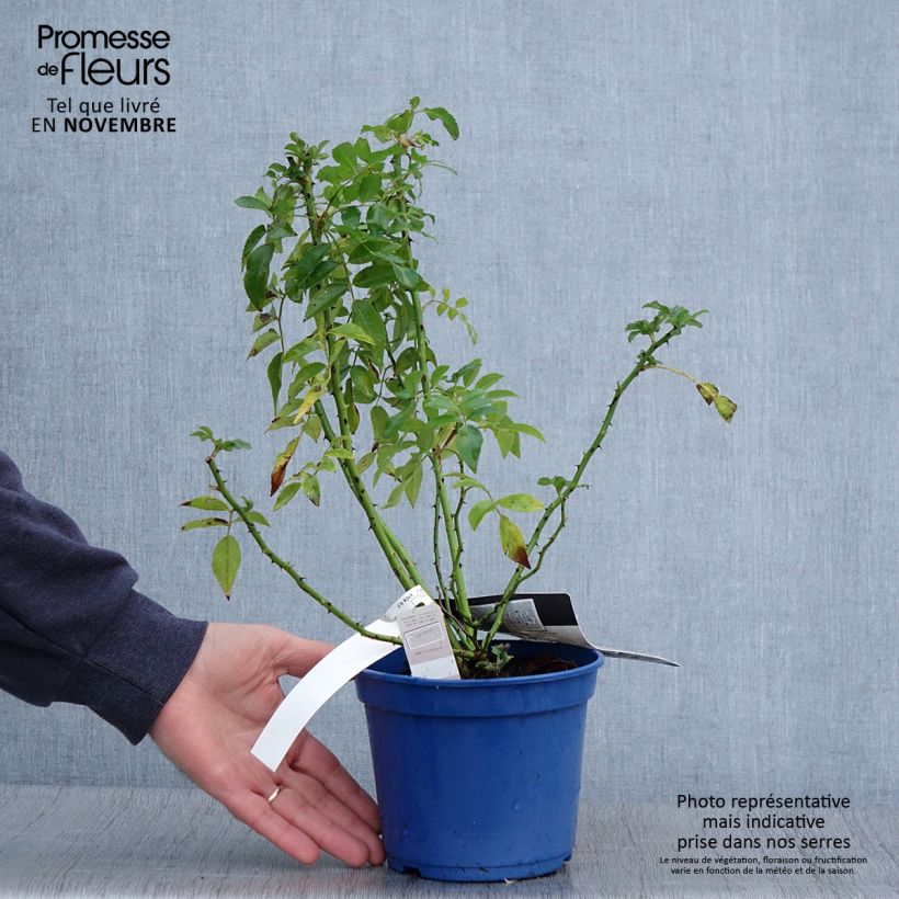 Exemplaar van Rosa Rosanatura Alba - Trosroos Pot van 2 l/3 l zoals geleverd in de herfst