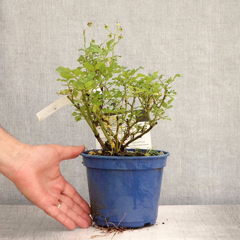 Exemplaar van Rosa Rosanatura Alba - Trosroos Pot van 2 l/3 l zoals geleverd in de zomer
