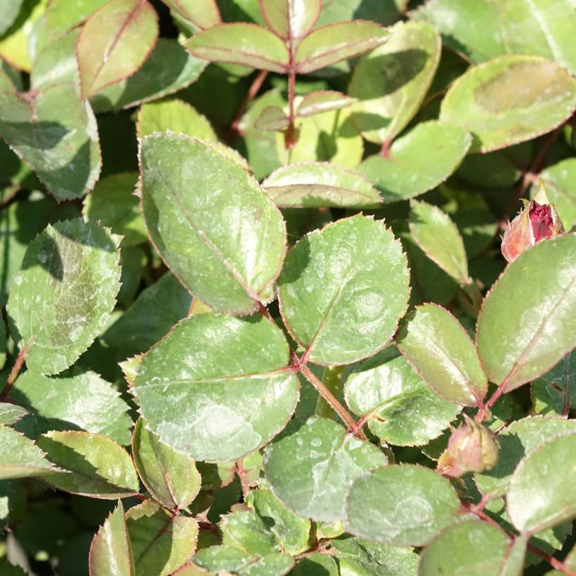 Rosa Belle de Grasse - Trosroos (Blad)