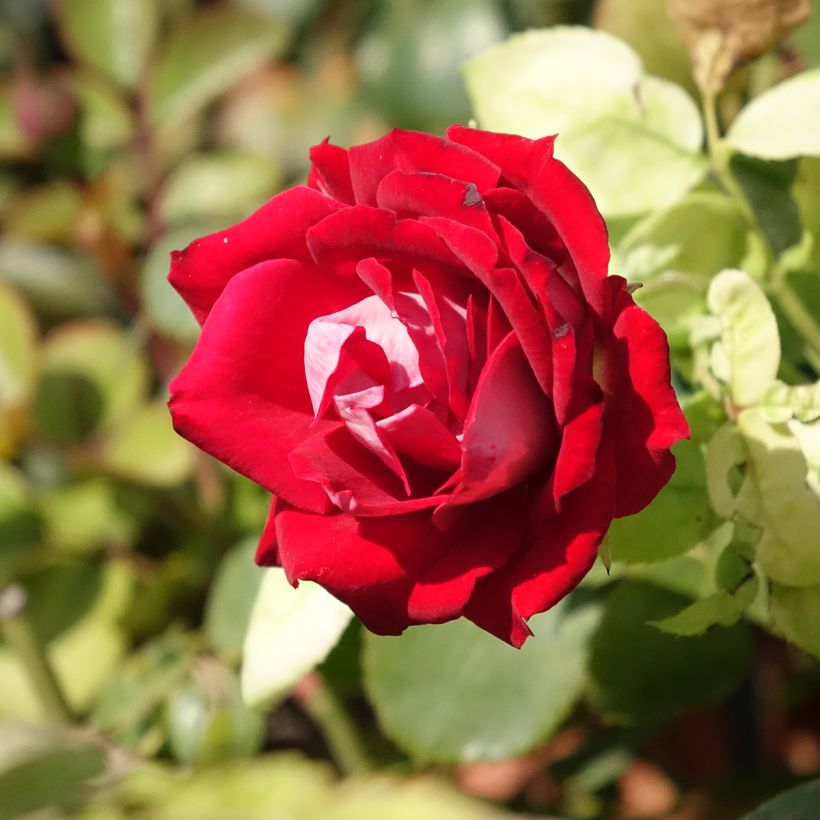 Rosa Belle de Grasse - Trosroos (Bloei)