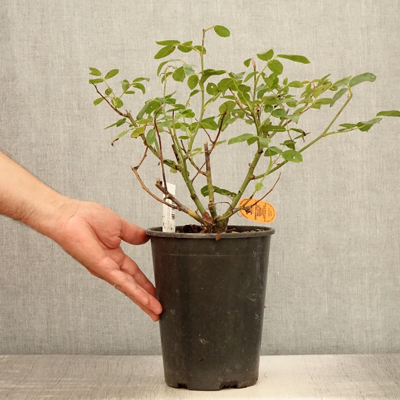 Exemplaar van Rosa Belle de Grasse - Trosroos Pot van 4 l/5 l zoals geleverd in de zomer