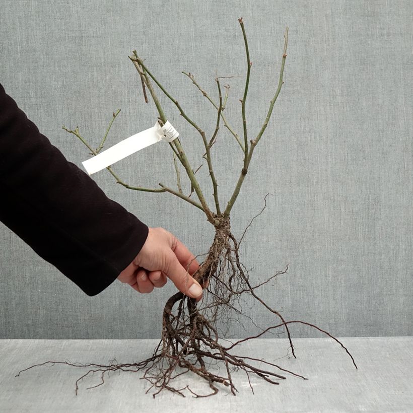 Exemplaar van Rosa Belle de Grasse - Trosroos Naakte wortel zoals geleverd in de winter