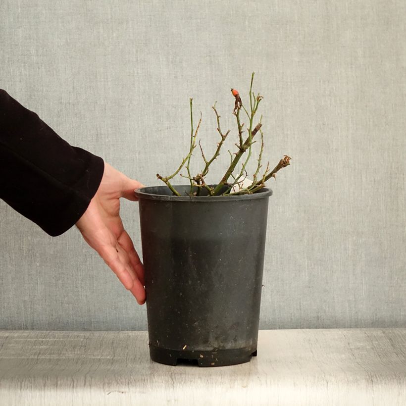 Exemplaar van Rosa Champs Elysées - Trosroos Pot van 2 l/3 l zoals geleverd in de winter