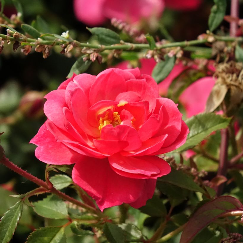 Rosa Jolie Provence - Trosroos (Bloei)