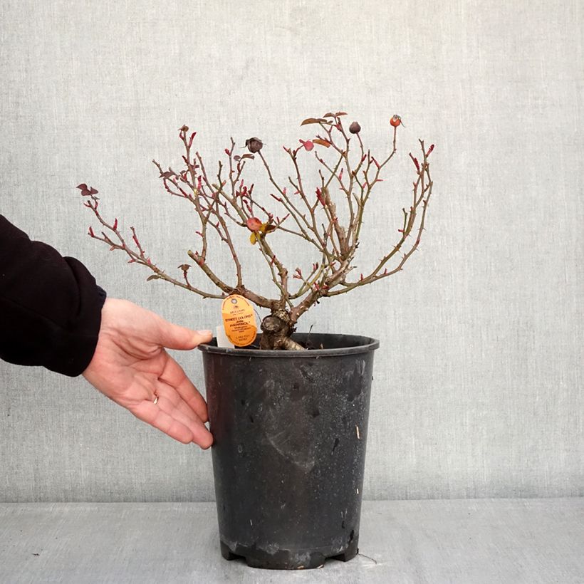 Exemplaar van Rosa Jolie Provence - Trosroos Pot van 4 l/5 l zoals geleverd in de winter