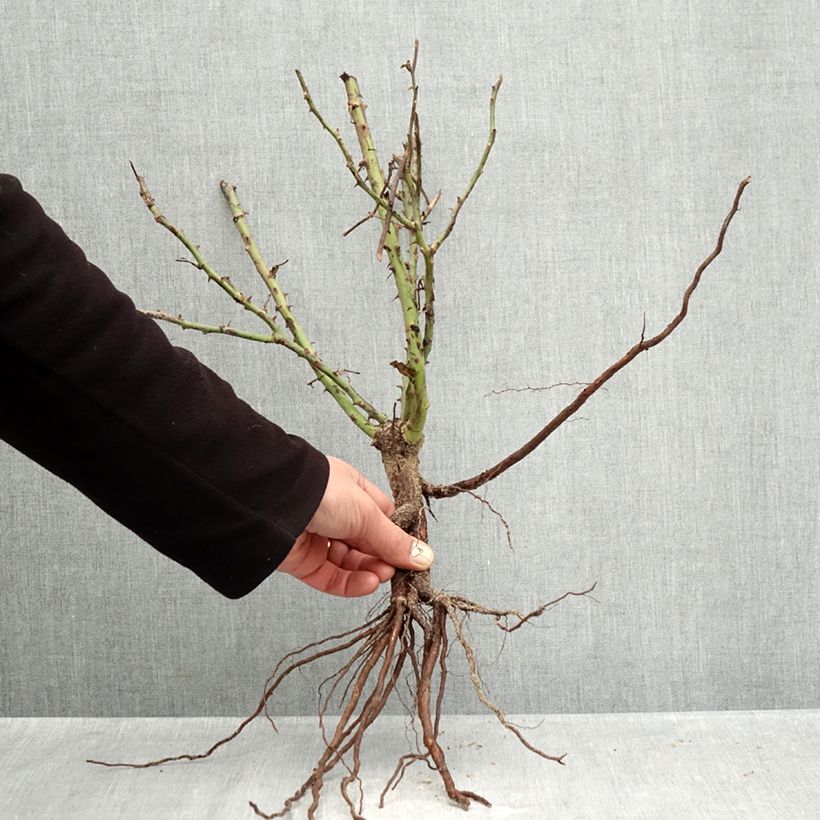 Exemplaar van Rosa Jolie Provence - Trosroos Naakte wortel zoals geleverd in de winter