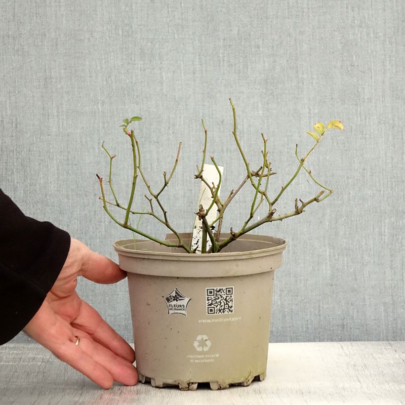 Exemplaar van Rosier paysager Street Colors La Grande Motte Meimeigea Pot de 2L/3L zoals geleverd in de herfst