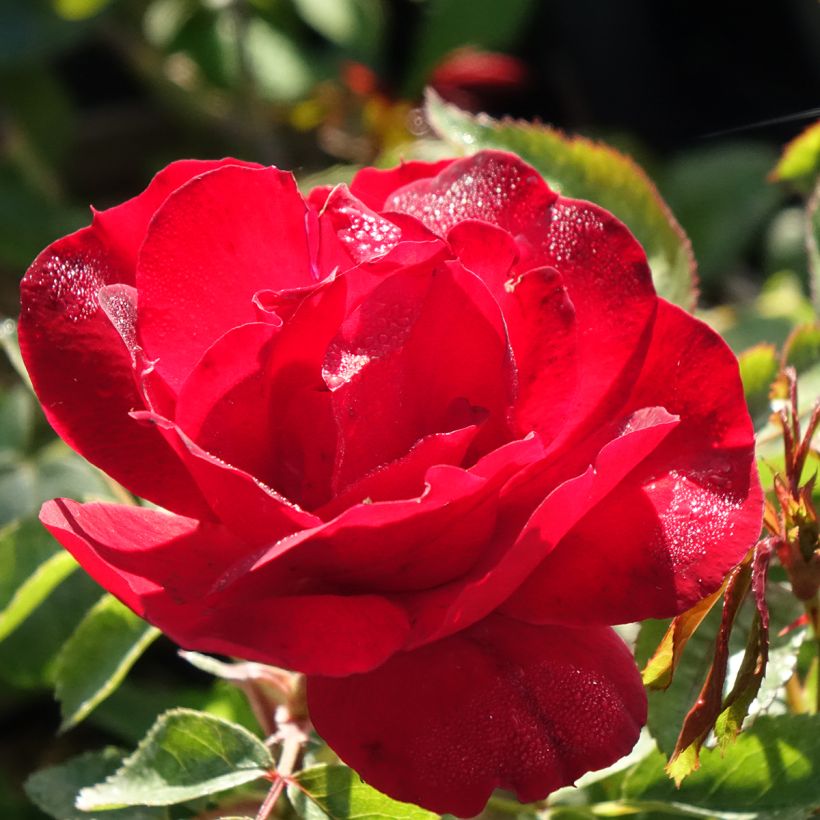 Rosa Moulin Rouge - Trosroos (Bloei)