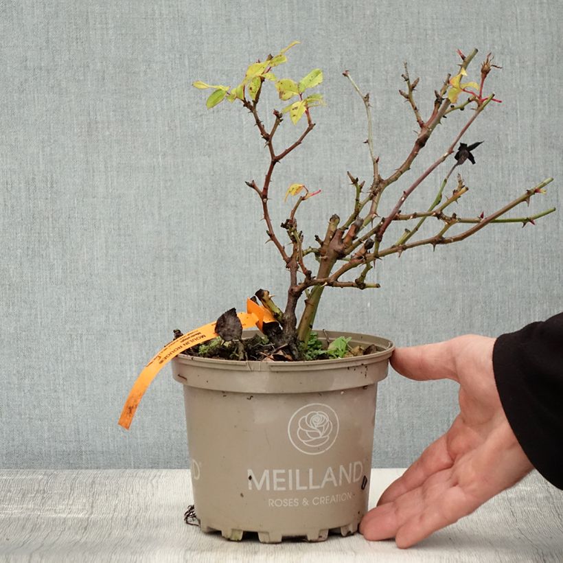 Exemplaar van Rosa Moulin Rouge - Trosroos Pot van 4 l/5 l zoals geleverd in de herfst